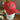 Nola Til Ya Die "Color Pop" Hat